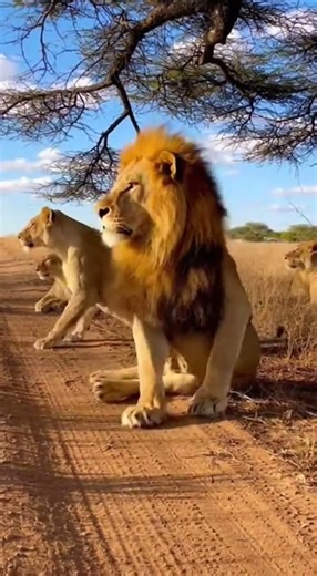 WARTHOG VS LION 🦁 FUNNY MOMENTS 😂 #cat #theshibedoge #cute #shibenation #animals #funny #pets
