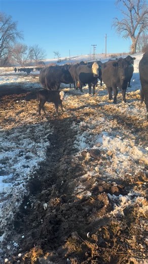 Although most of the cows don’t start calving until March, we have a handful of Fall/Early Winter calvers! Here’s a nice calf born in the last few days. #costellocattle #familyfarm #farmlife #farmtotable #sustainablefarming | Costello Cattle