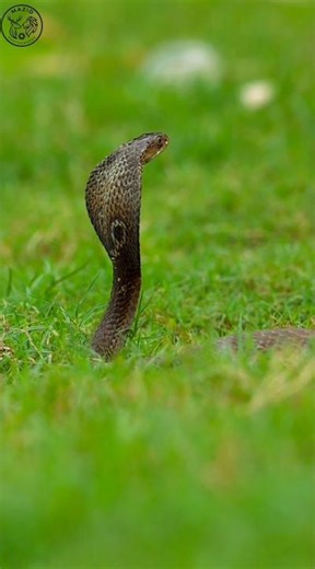 The Most Beautifully Deadly Snake