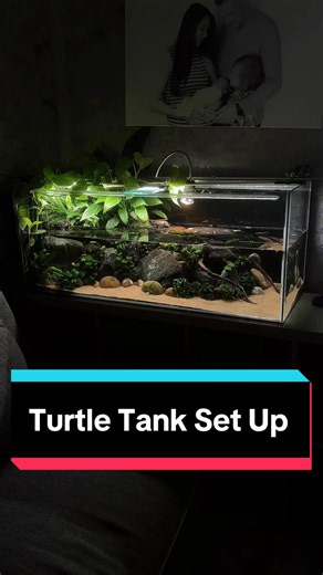 This is how I keep my musk turtle tank crystal clear. 💦 🐢 🌱 #TurtlesOfTikTok #TurtleTank #ReptileTank #Aquarium #TurtleTankSetup