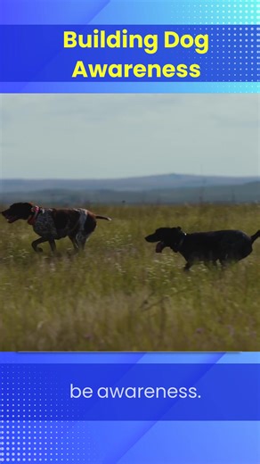 2.1K views · 21 reactions | Getting your pup ready for their first hunt? Tips on bird intros, gunfire training, recall and socialization... you can't miss this! Make sure your dog has a smooth first experience in the field! #HuntingDog #BirdDog #HuntingTips #DogTraining | Standing Stone Kennels | Facebook