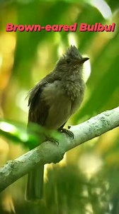 Beautiful nature bird 🐦 😍 | Bird