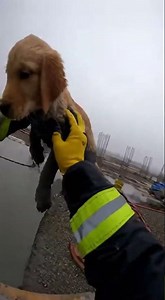 Puppy Stuck in Wet Concrete Turns Into Statue 😱🐶