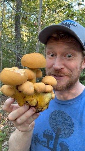 Came across this impressive cluster of #BigLaughingGyms or #Gymnopilussubspectabilis. Another common name for these mushrooms is #Rustgills because of their dusty orange spores. These are common saprotrophic mushrooms that tend to grow on decaying conifer stumps in my experience. Whenever I find them I am entranced by their stout dense clusters and brilliant orange color. This time I was especially surprised to see a bit of blue staining. Unlike blue staining boletes which turn blue to oxidation