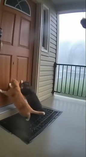 Poor cat😭#trending #cat #tornado #shorts