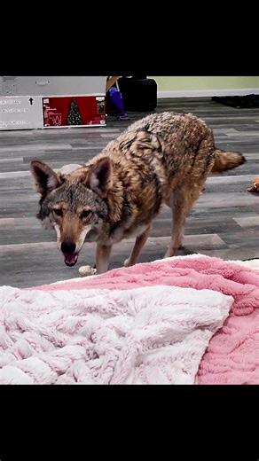 2024 MuppeT LoveS...It's a Ruse (The Furry Lil Terrorist), Stryker (Prince of Cuddles), Cerberus (The Beautiful Disaster), and Saber (Jedi Princess) 🥰😍 All my BabieS, and the reason I get out of bed every morning ❤️ 3 rescued, and 1 gifted to their Furever HomE, Me ❤️