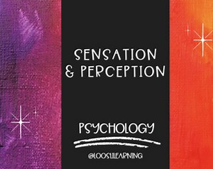 AP Psychology | Sensation & Perception PowerPoint *(OLDER CURRICULUM)