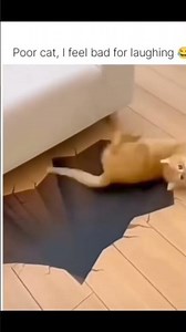 Cause of death: Nervousness 🥲 #cat #viral #viralvideo #funny