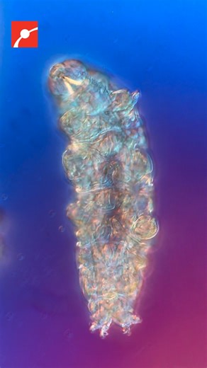 3.8K reactions · 682 shares | How can you observe tardigrades? You...