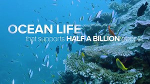 3.5K views · 140 reactions | Over the past 30 years, 50% of the world's corals have been lost and by 2050, 90 percent of coral reefs are likely to disappear as a result of rising ocean temperatures, pollution and bad fishing practices. A new initiative, called “50 Reefs”, aims to identify the reefs that have the best chances of survival and protect the “seed banks” for the future. Learn more>>https://50reefs.org | UN Climate Change | Facebook