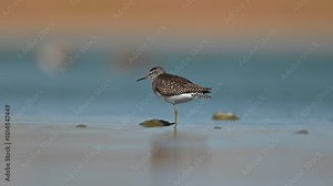 Wood Sandpiper (Tringa glareola) is a bird that feeds on invertebrates in wetlands. It lives in suitable habitats in Asia, Europe, Africa and America.
