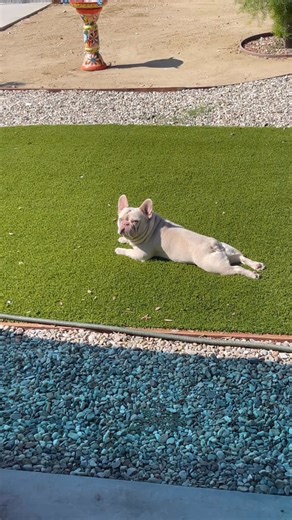 Frankie soaking up every ray of sunshine like it’s his full-time job—vitamin D > coming inside! ☀️🐶 #FrenchBulldog #Frenchie #FrenchBulldogLife #FrenchieLove #FrenchBulldogsOfInstagram #FrenchieWorld #FrenchieNation #FrenchBulldogPuppy #FrenchieDaily #FrenchBulldogLovers #FrenchiePuppies #FrenchBulldogSofig #FrenchieMom #FrenchieDad #FrenchBulldogFeatures #FrenchieFun #FrenchBulldogClub #FrenchieOfTheDay #FrenchBulldogWorld #FrenchieStyle #FrenchBulldogCommunity #FrenchieAdventures #FrenchBulld