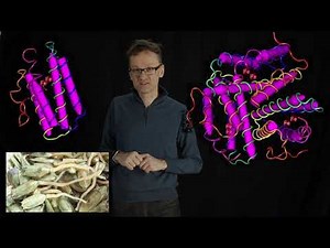 Lecture 07, concept 21: Hemerythrin