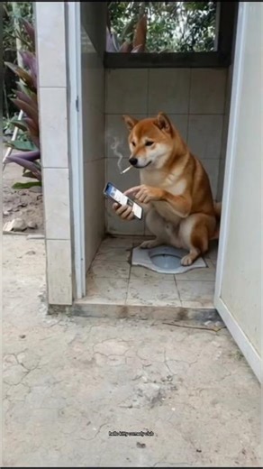 Darwaza bandh karo 🤣 #funny #trending #cat