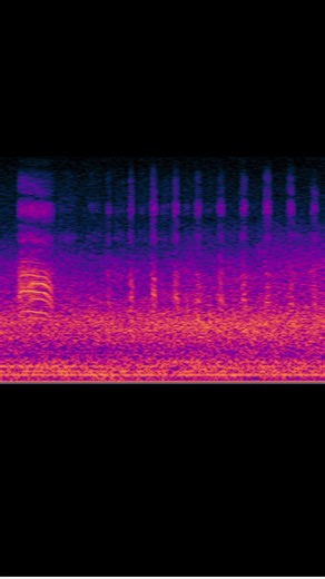 Miistakis Institute on Instagram: "What do pronghorn SOUND like? Lucky for you we caught some on our Acoustic Recording Units and created a spectrogram (a graph with time vs. audio frequency) so you can visually follow along with the recording. The first sound is a nasal whine, followed by a series of huffing grunts called a snort wheeze. This is a territorial male competition call to warn interloper males away from the herd. Currently, pronghorn vocalizations are not well documented in open-sou