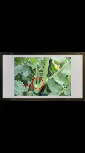 Nodes and Internodes | Stem Morphology class 11 Biology #biology2023 #morphology #plants