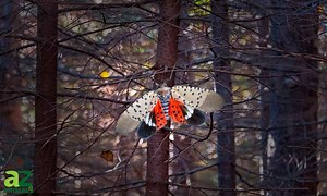 Spotted Lanternfly
