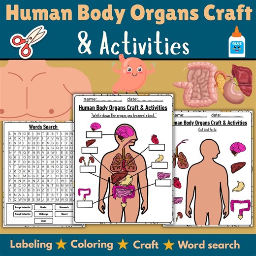 Human Body Organs Craft & Activities| Projects | Printable | Cut and Paste| Anatomy of Human Brain - Etsy