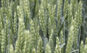 Wheat School: Why Create a New Milling Wheat Class?