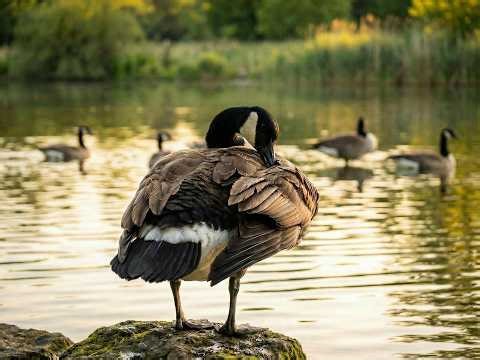 Watch Geese Groom Themselves in Stunning Lakeside Calm