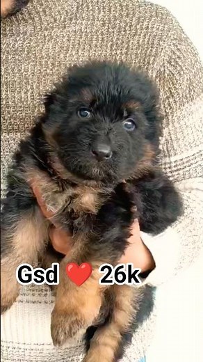 8810623046 German Shepherd puppy available healthy vaccinated trained start booking open #gsdlover