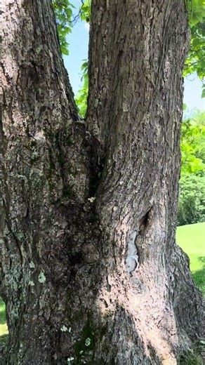 Honey Bees Are Not Aggressive!