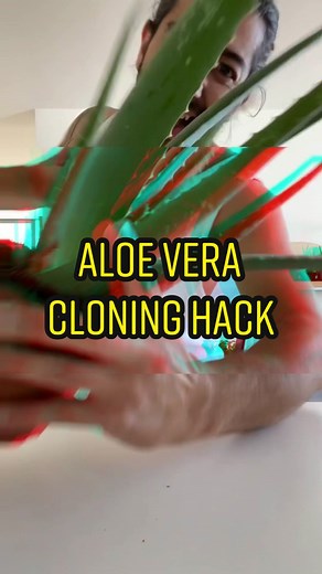 Aloe Vera Plant Cloning Hack