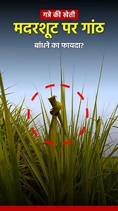 33K views · 589 reactions | How can innovative farming techniques...