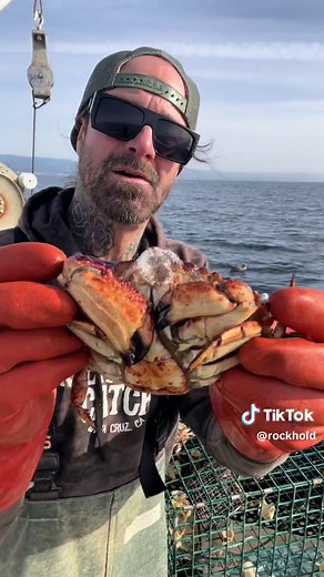 Barnacle Anatomy: What's Inside & How They Regenerate