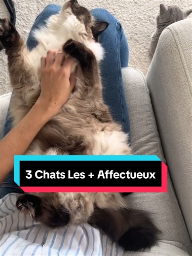 Les 3 races de chats les plus affectueuses