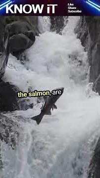 10 Mind-Blowing Facts About Freshwater Ecosystems #freshwater #shortsfeed