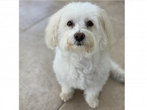 Albert Einstein Is Princeton's Pet Of The Week