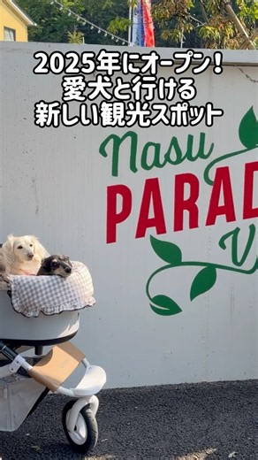 2025年NEWオープン！愛犬と行ける那須パラダイスヴィレッジ！#shorts #犬とお出かけ #犬連れ観光 #犬連れ旅 #犬連れ旅行