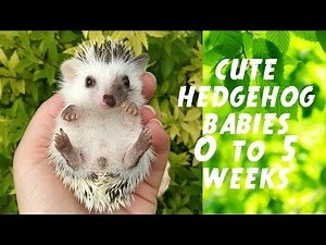 WATCH HEDGEHOG BABIES GROW UP - 0-35 DAYS | Törpesün babák fejlődése