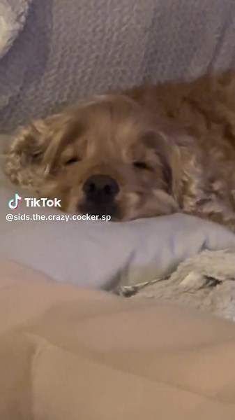 Sids The Crazy Cocker Spaniel on TikTok