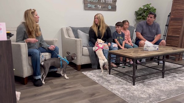 6.3K views · 49 reactions | Fighting dogs: a slow motion breakdown to...