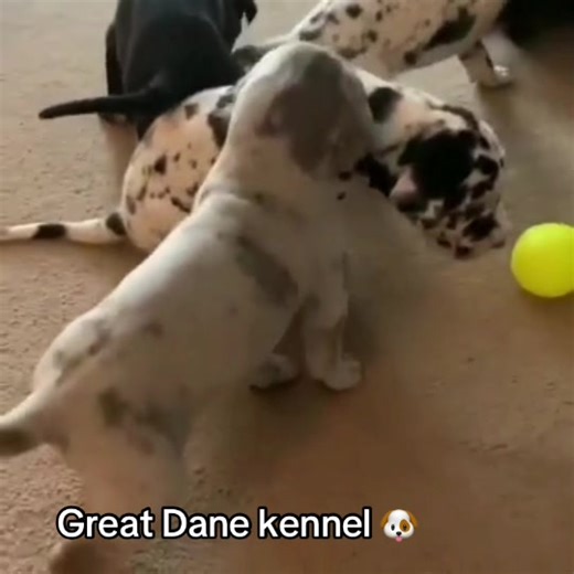 Great Dane Puppies: Adorable Moments That Melt Hearts