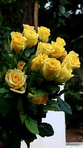 Yellow Roses | Roses