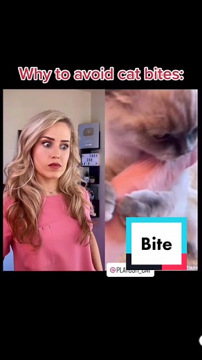 What Happens When a Cat Bites You? Understanding the Risks and Infections