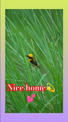 “Cute Birds in a Cozy Home 🏡💛 | Super Adorable Moments!” 🥰#birds