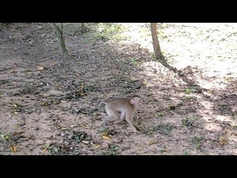 Life monkey 🐒 today walk