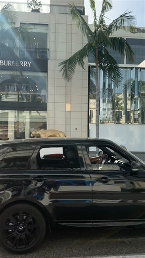 A Ferrari 512TR was spotted cruising down Rodeo Drive, showcasing the timeless appeal of 1990s supercar design. Powered by a 4.9L flat-12 engine producing 428 horsepower, it can still hit 0–60 mph in just over 4 seconds—impressive even by today’s standards. With only around 2,200 units built, the 512TR represents the peak of Ferrari’s Testarossa evolution. Values now exceed $400,000 for well-kept examples, proving true icons never fade.#Ferrari #512TR #carspex #fblifestyle | CarSpex