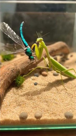 Nature’s Craziest Battle 🤯 | Wait For The End!#insectwar #bugbattle #insectfight #epicbattle