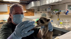 The Woodford Cedar Run Wildlife Refuge works to preserve local wildlife through education, conservation, and rehabilitation. | Localish