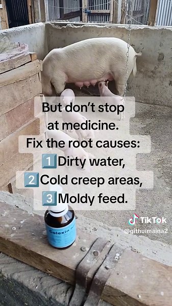 Essential Guide to Treating Piglet Diarrhea Effectively