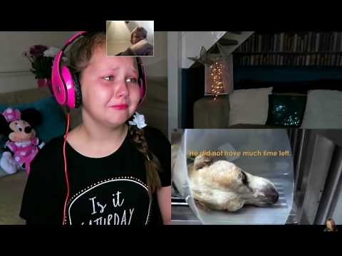 Reacting to ruby rubes try not to cry link in the description