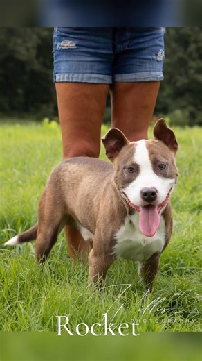 🐾 15 DOGS SPONSORED! FREE TO APPROVED HOMES! 🐾 Thanks to our amazing sponsors, 15 dogs now have their adoption fees fully covered! 💕 That means they can go home FREE to approved adopters — spayed/neutered, vaccinated, and ready to love you forever. Adoption Link: https://www.shelterluv.com/matchme/adopt/WEB/Dog | Webster County Animal Care and Control