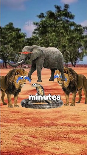 Honey Badger vs Venom