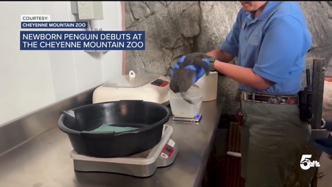 African penguin chick hatches at the Cheyenne Mountain Zoo