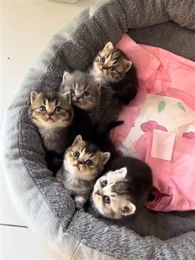 Funny Kittens Compilation for Cat Lovers